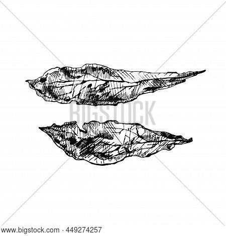 Two Whole Dry Tobacco Leaves. Vintage Vector Hatching Black Illustration. Isolated On White Backgrou