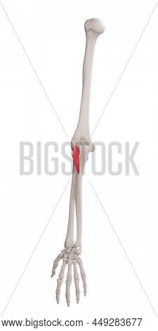 3d rendered medically accurate muscle illustration of the anconeous