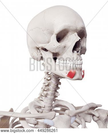 3d rendered medically accurate muscle illustration of the depressor labii inferioris