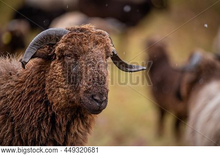 Portrait Of Swiss Sheep. One Curly Fur Horned Wallis Country Sheep. Roux Du Valais. Switzerland. Cut