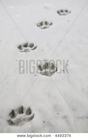 모래에 발 인쇄