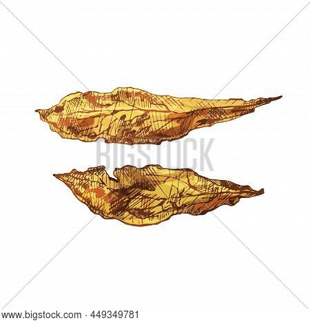 Two Whole Dry Tobacco Leaves. Vintage Vector Hatching Color Illustration. Isolated On White Backgrou