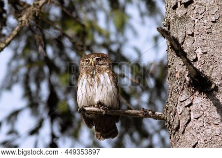 Eurasian Pygmy Owl Closeup While Perched On A Spruce ( Glaucidium Passerinum )
