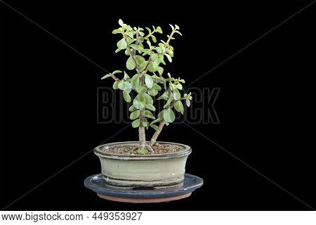 Portulacaria Afra Young Bonsai Isolated On Dark Background, Small Tree Planted In A Ceramic Chinese 