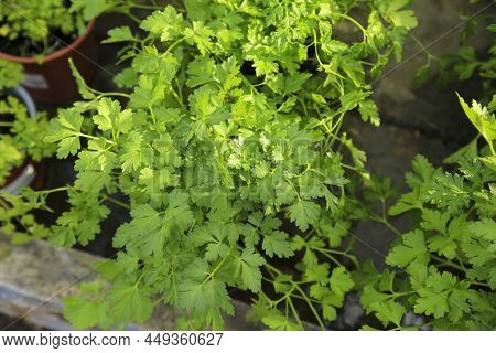 Petroselinum Crispum Plants In The Garden Under The Sun