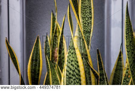 Sansevieria Trifasciata Prain (snake Plant, Viper\'s Bowstring Hemp, Mother-in-law\'s Tongue). Plant