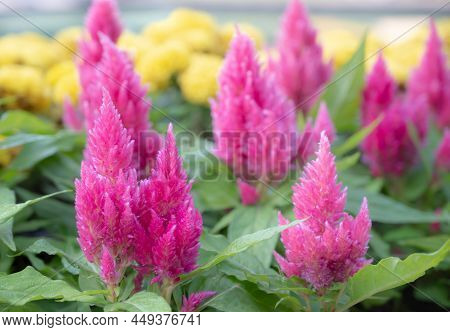 Natural Background Of Vibrant Pink Celosia Flowers Blooming In The Garden. (woolflowers)