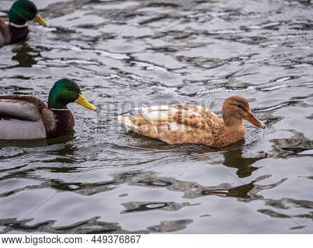 Yellow Colored Mallard Female Duck Swims In The Pond. Animal Polymorphism