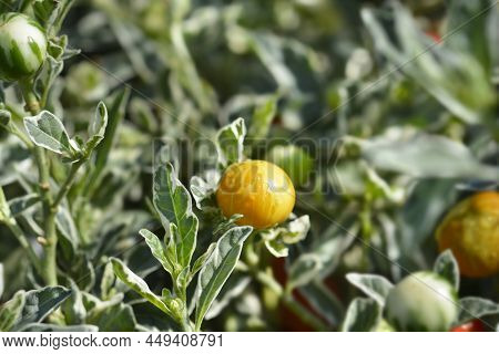 Variegated Jerusalem Cherry Leaves And Unripe Orange Fruit
