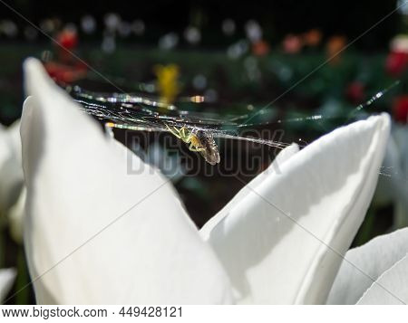 Close-up Of The Cucumber Green Spider (araniella Cucurbitina) With It's Prey On A Spider Web Among P