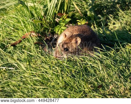 Close-up Of Common Rat (rattus Norvegicus) With Dark Grey And Brown Fur In The Green Grass In Bright