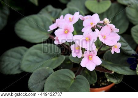 Colorful Saintpaulia Ionantha Plants In The Garden