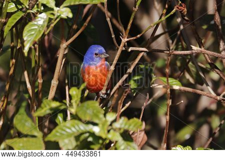 A Painted Bunting (passerina Ciris) On A Branch At The Edge Of The Woods