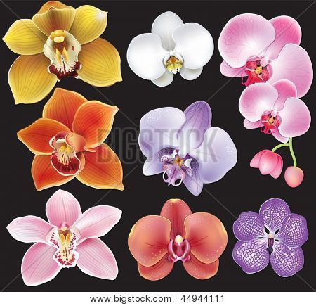 Sammlung von Orchidee Blume