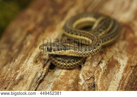 Closeup On A Juvenile Northwestern Gartersnake, Thamnophis Ordinoides, Sitting On Wood In Southern O