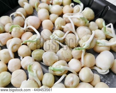 Sprouted Pea Beans. Sprouted Green Peas. Peas For Planting Sprouted In Water. Pea Sprouts Before Pla