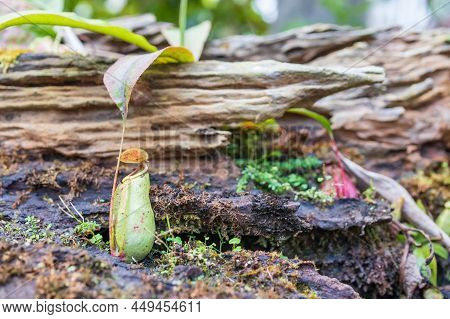 Carnivorous Pitcher Plants Or Monkey Cups In The Garden