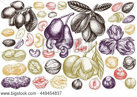 Vector Set Of Hand Drawn Pastel Cashew, Peanut, Pistachio, Hazelnut, Almond, Walnut Stock Illustrati