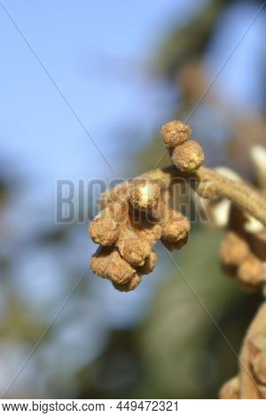 Japanese Medlar Flower Buds In The Winter