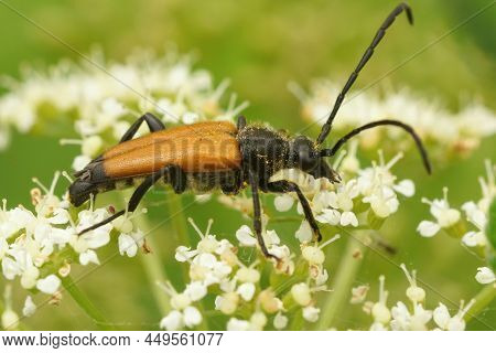 Closeup On A Tawny Longhorn Beetle, Paracorymbia Fulva On The White Flower Of Daucus Carota