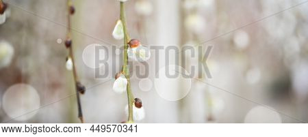 Pussy Willow In Spring Against Bright Nature Background With Short Depth Of Field. Horizontal Close-