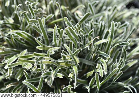 Ficinia Ice Crystal Leaves In The Garden