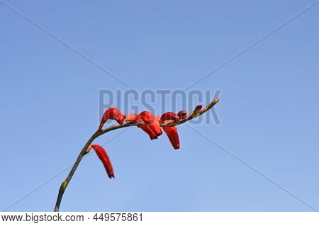 Montbretia Birgitta Flower Buds Against Blue Sky