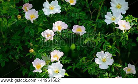 Beautiful Rosehip Flower Close Up. Rosehip, Rosa Canina Light Pink Flowers Bloom On The Branches, Be