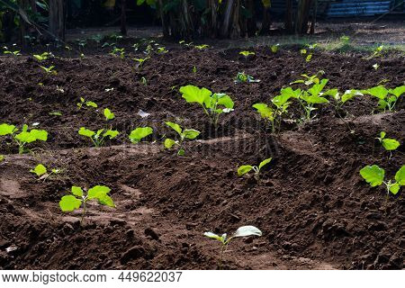 Small Green Plants Growing On A Farming Field In The Spring