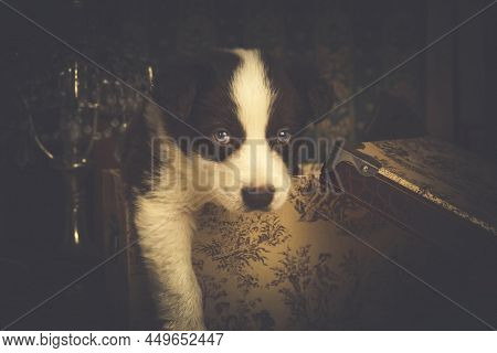 Cutel Border Collie Puppy Dog Coming Out Of A Box On A Dark Background With Vintage Decoration.