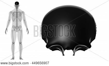 Human Skeleton Skull Frontal Bone Anatomy For Medical Concept