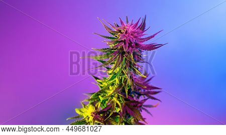 Cannabis Plant With Big Purple Bud. Beautiful Aesthetic Hemp Flower. Modern Cannabis Background. Pur