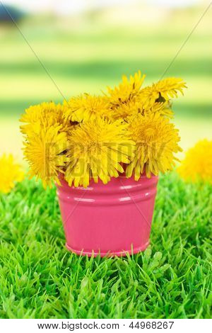 Löwenzahn Blumen im Eimer auf Gras auf hellem Hintergrund