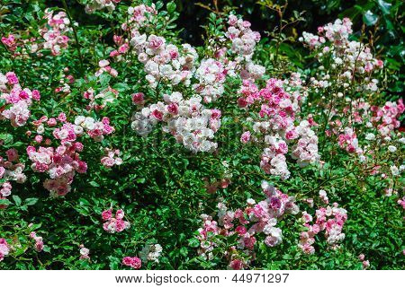 Pink And Whitte Roses