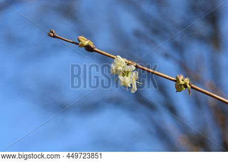 Winter Flowering Honeysuckle Branch With Pale Yellow Flowers