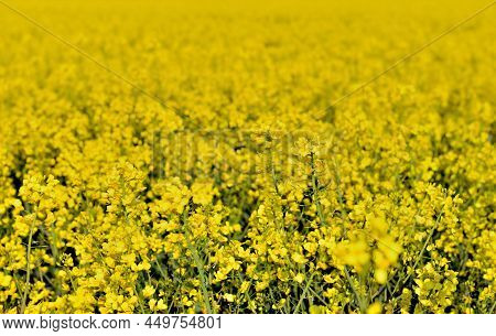 Field Of Yellow  Flowers Of Rapeseed Growing In A Field