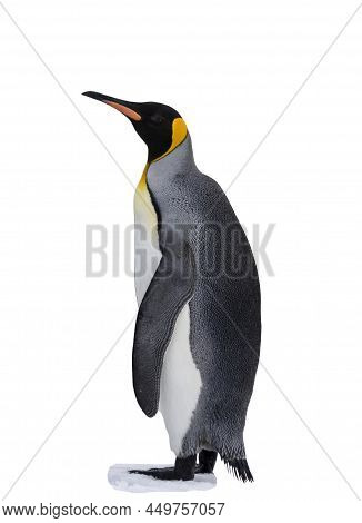 King Penguin Isolated On The White Background