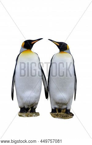 Two King Penguins Isolated On The White Background. Standing Penguin.