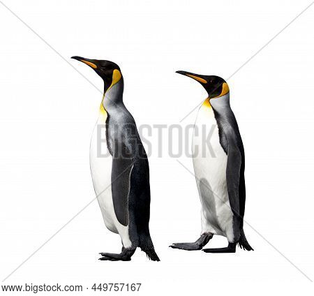King Penguins Isolated On The White Background. Standing Penguin.