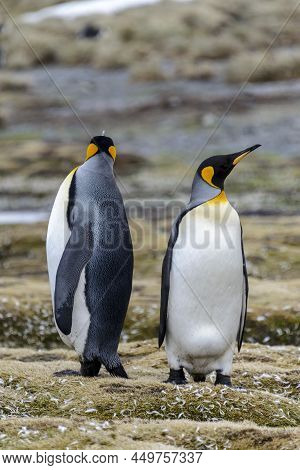 King Penguin Close Up On South Georgia Island. Antarctica.
