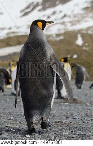 King Penguin Close Up On South Georgia Island. Antarctica.