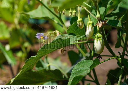 White Eggplant Growing In The Garden In Summer. Selective Focus.