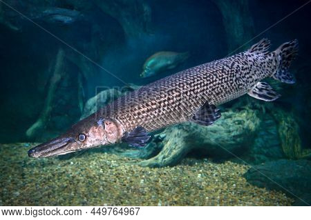 Shortnose Gar (lepisosteus Platostomus) In Freshwater Aquarium.