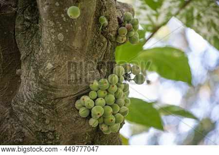 Fruits And Leaves Of Tropical Mosaic Fig Tree Ficus Aspera