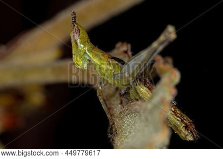 Green Monkey Grasshopper Of The Species Temnomastax Hamus