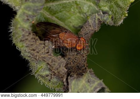 Adult Acalyptrate Fly Of The Zoosubsection Acalyptratae