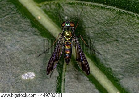 Adult Long-legged Fly Of The Family Dolichopodidae