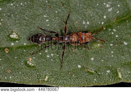 Adult Female Twig Ant Of The Genus Pseudomyrmex