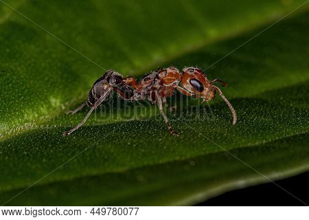 Adult Female Twig Ant Of The Genus Pseudomyrmex