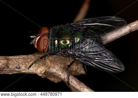 Adult Blow Fly Of The Genus Chrysomya